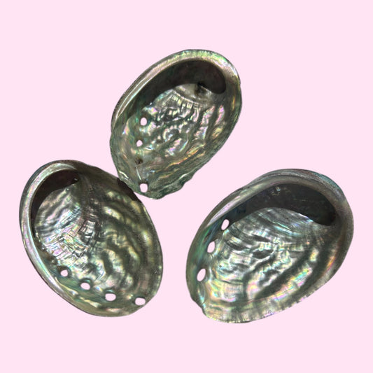 Small abalone shell